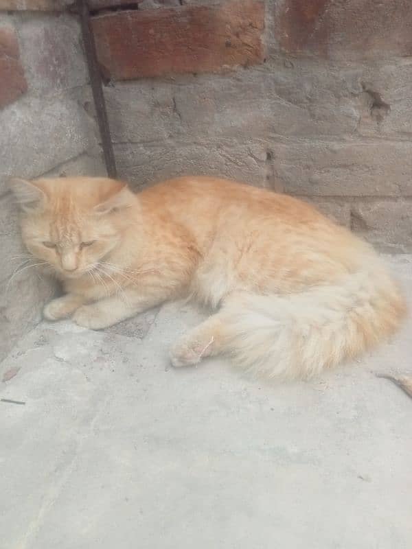 persian cat for sell 5