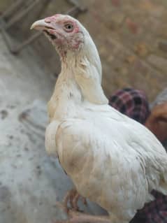 Aseel Heera top quality breeder females available with 2 chicks