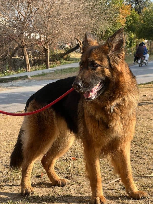 german shepherd female breader female having bone 10