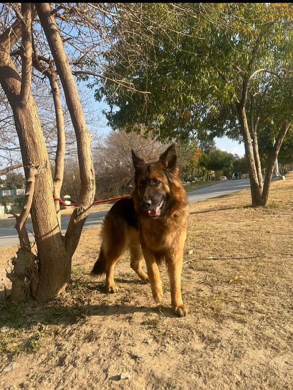 german shepherd female breader female having bone 12