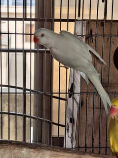 White ringneck male