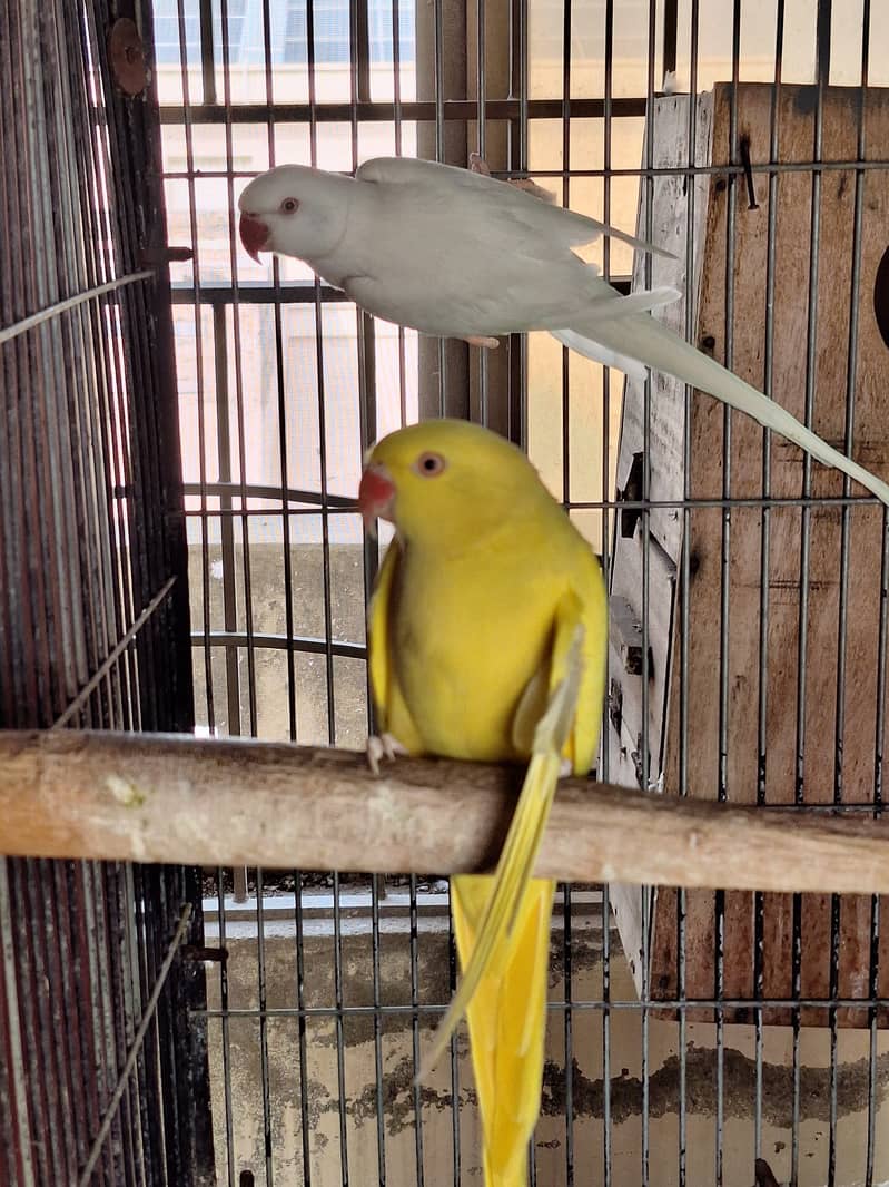 White ringneck male 1