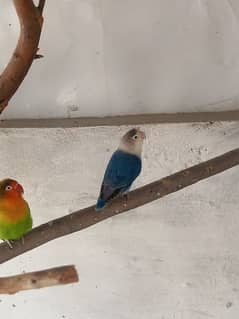 Blue lovebird breader pair