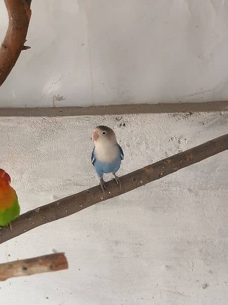 Blue lovebird breader pair 1