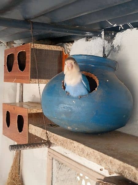 Blue lovebird breader pair 2