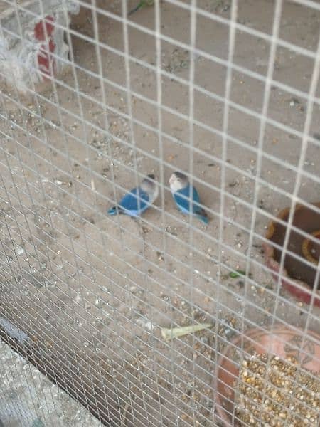 Blue lovebird breader pair 4