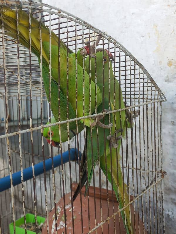 Ringneck breeder pair 0