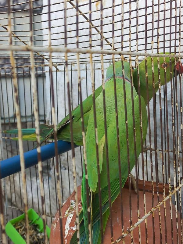 Ringneck breeder pair 1