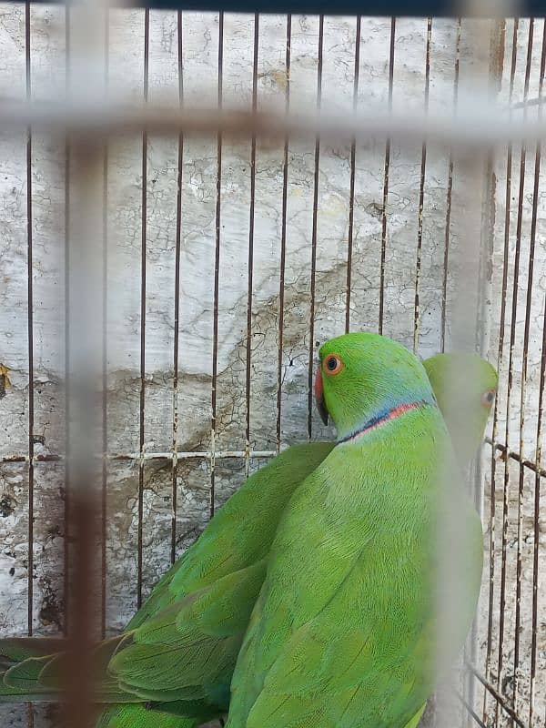 Ringneck breeder pair 2