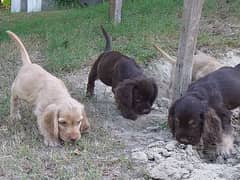 British Cocker Spaniel