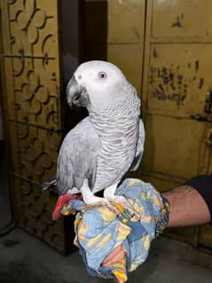 African grey cango handtame and speaking any words