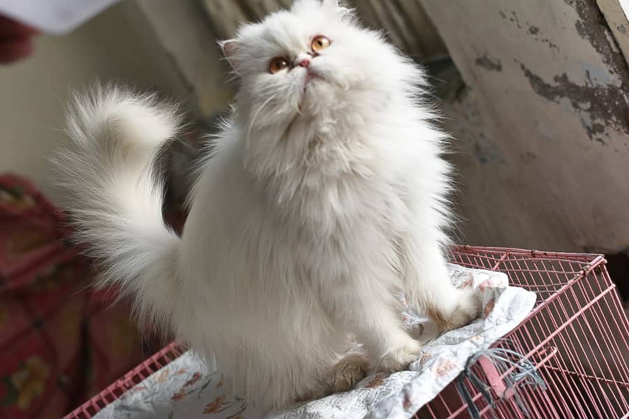 Pure pershion CFA peki bloodline pure peki face odd eyes female kitte 10