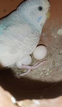 Budgies parrot breeder pair with 2 baby