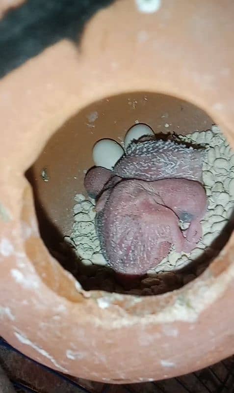 Budgies parrot breeder pair with 2 baby 1