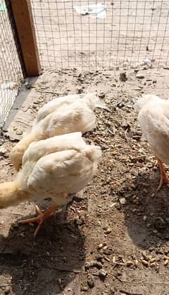 3 paper White heer chicks white nok nali for sale