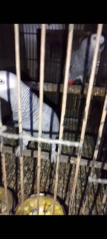 African grey parrot pair 2