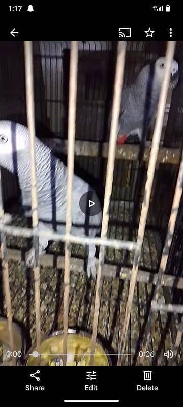 African grey parrot pair 3