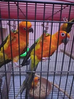 Sun Conure 5 Pieces Adult