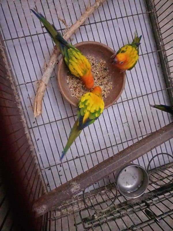 Sun Conure 5 Pieces Adult 2