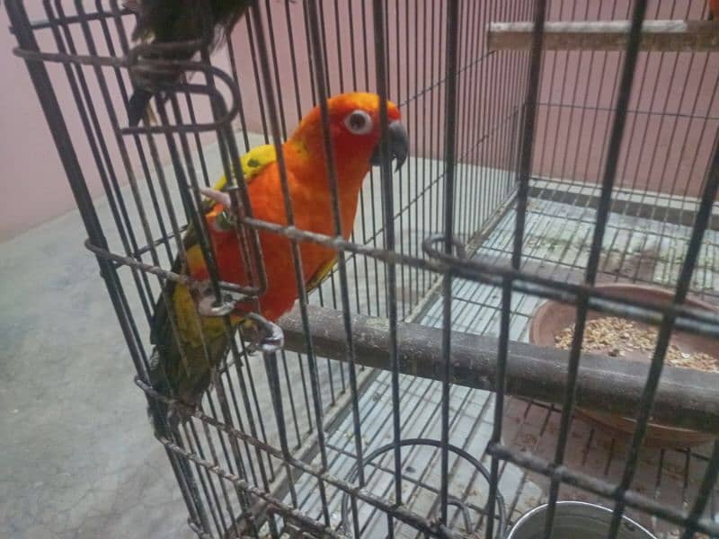 Sun Conure 5 Pieces Adult 3