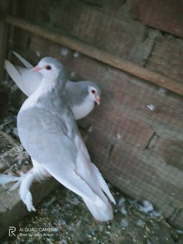 Sherazi kasni pair for sale 2