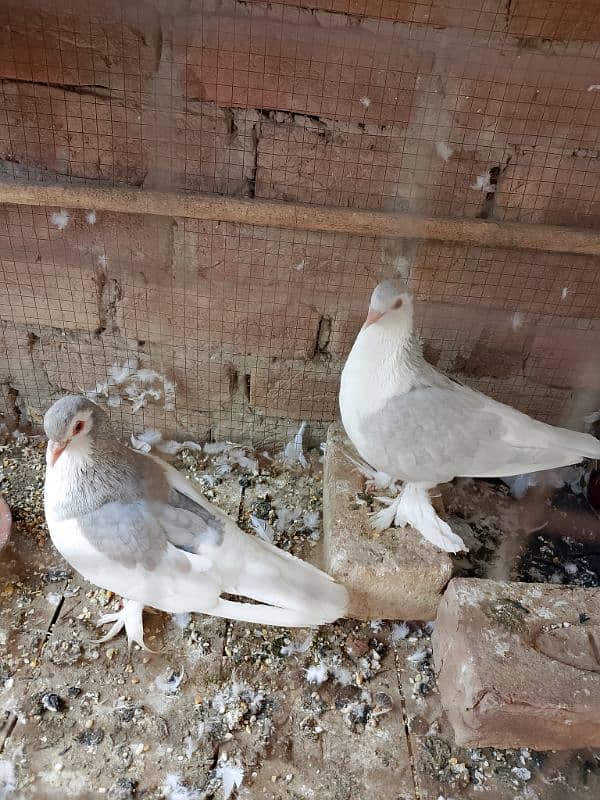 Sherazi kasni pair for sale 4