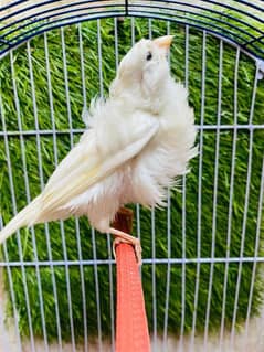 white firl pair canary