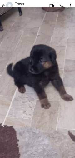 Beautiful puppy avalable for sale