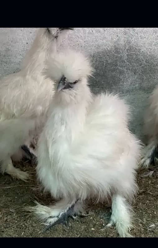 6silkie male available  blue eyer 5finger breeder male  4k pr 0