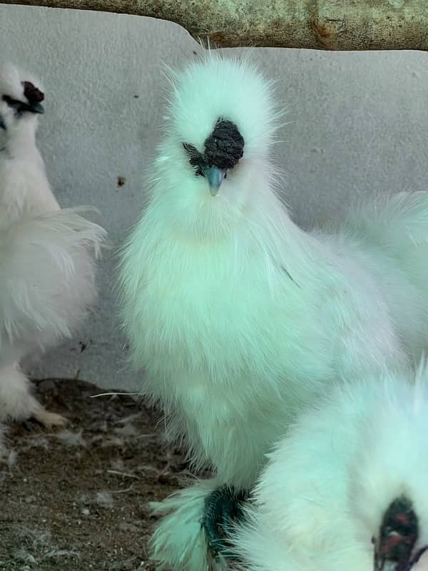 6silkie male available  blue eyer 5finger breeder male  4k pr 2