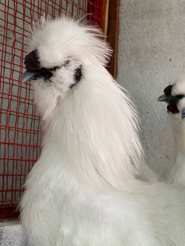 6silkie male available  blue eyer 5finger breeder male  4k pr 3