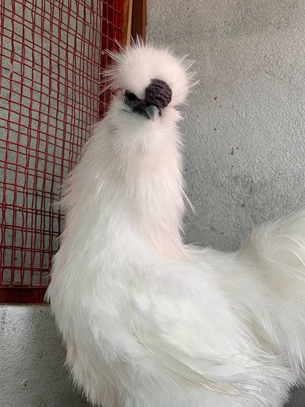 6silkie male available  blue eyer 5finger breeder male  4k pr 4