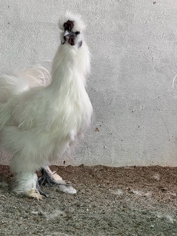 6silkie male available  blue eyer 5finger breeder male  4k pr 5