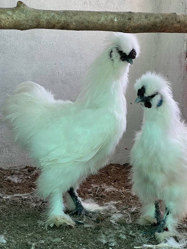 6silkie male available  blue eyer 5finger breeder male  4k pr 6