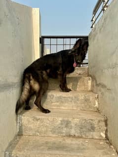 German Shepherd / Black Shepherd Female