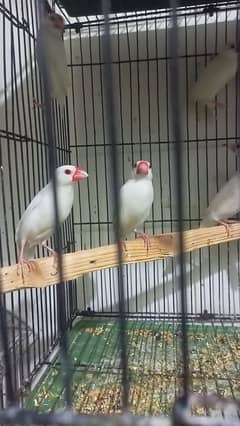 white Java pair  breeder for sale 03439690119