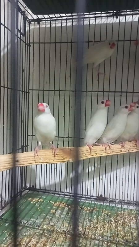 white Java pair  breeder for sale 03439690119 3