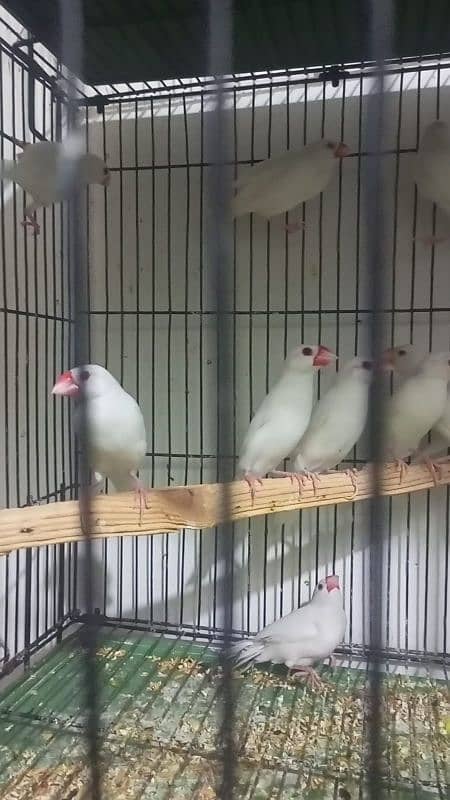 white Java pair  breeder for sale 03439690119 4