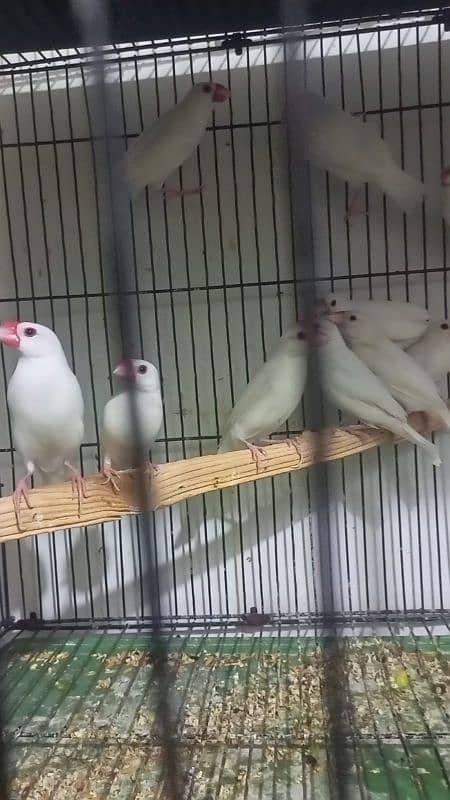 white Java pair  breeder for sale 03439690119 5