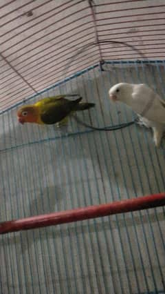 lovebirds for sale