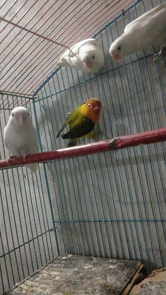 lovebirds for sale 1