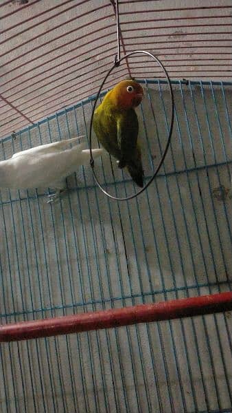 lovebirds for sale 2