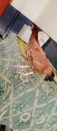 I am selling My aseel hen