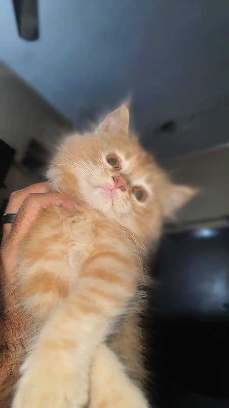 Triple Coat Persian Doll Face Cat 5