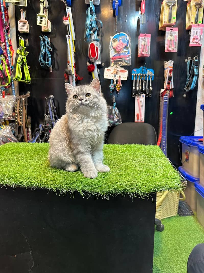 Persian cat / Persian kittens /triple coated/punch face /Cat for sale 7