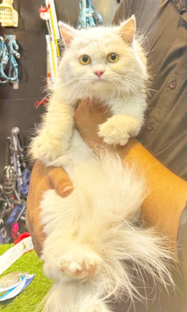 Persian cat / Persian kittens /triple coated/punch face /Cat for sale 11