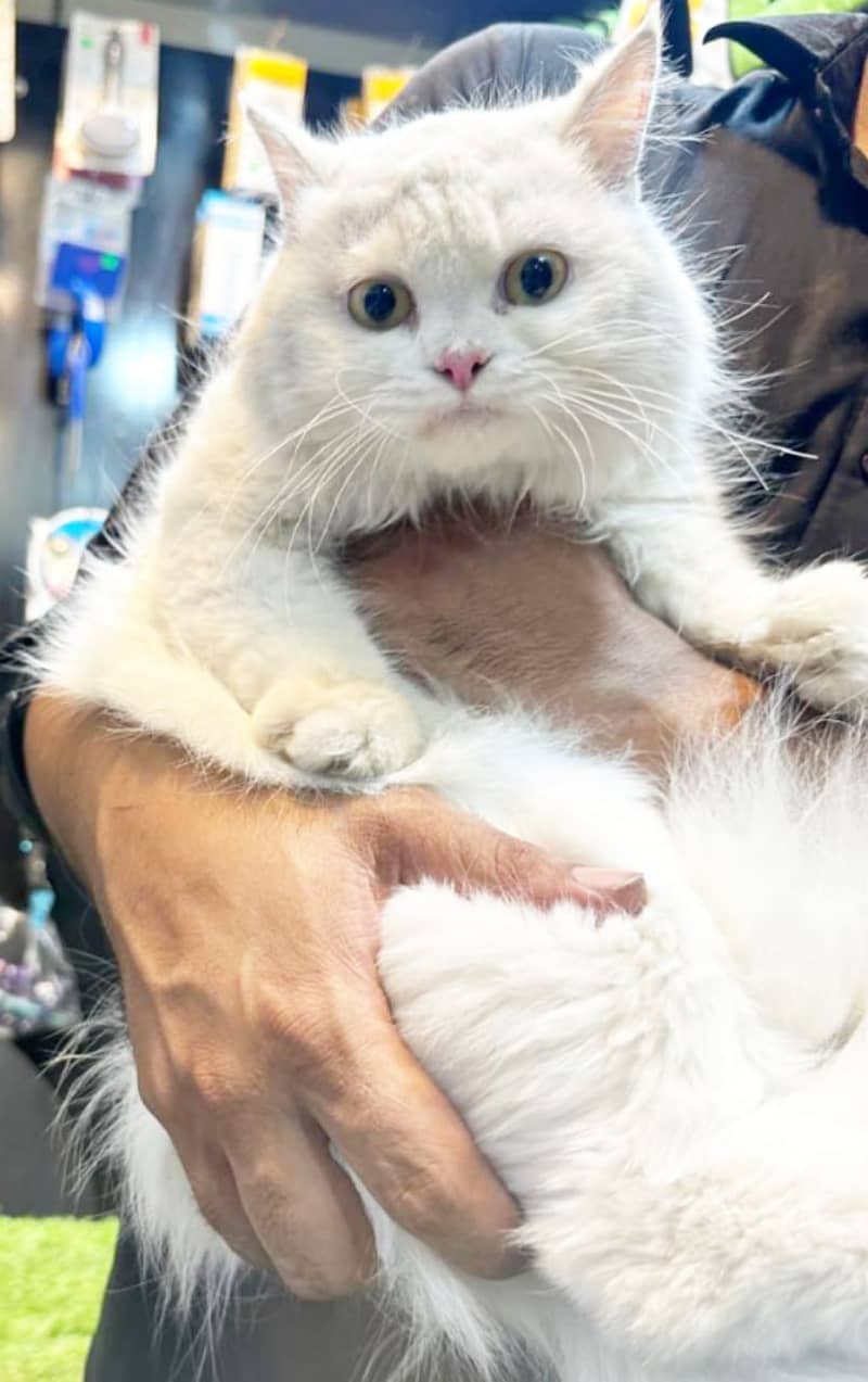 Persian cat / Persian kittens /triple coated/punch face /Cat for sale 4