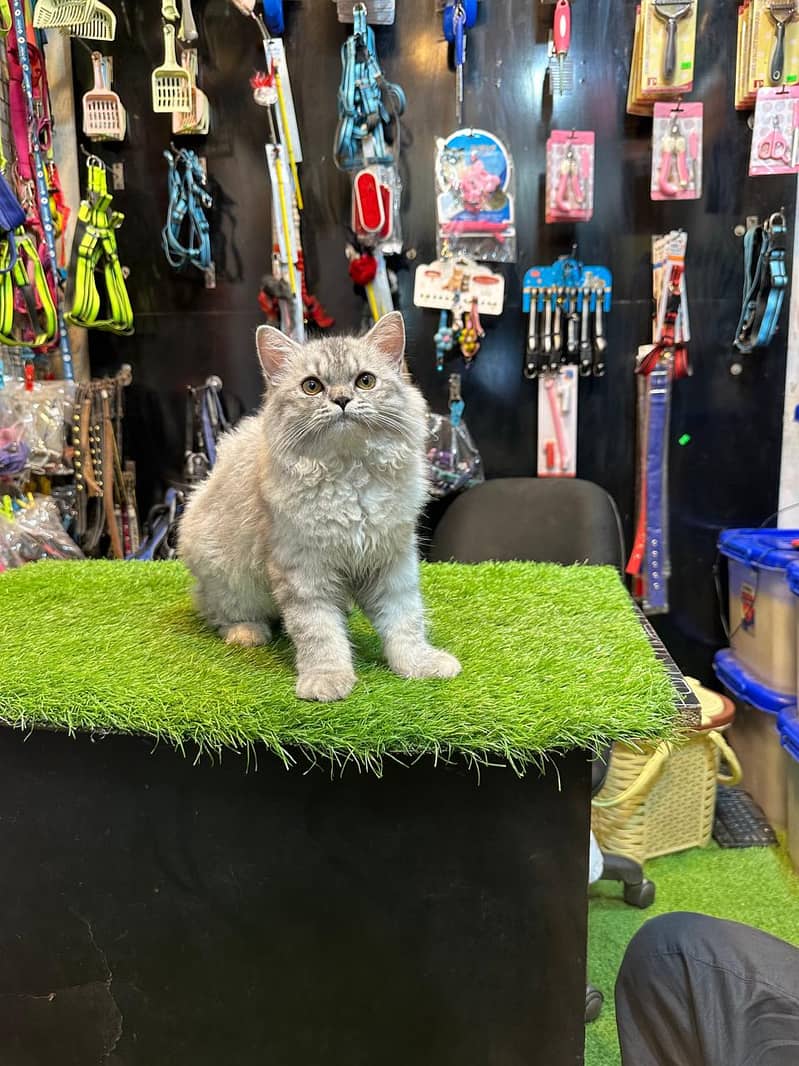 Persian cat / Persian kittens /triple coated/punch face /Cat for sale 15