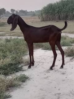 pure Desi bakri  mary sab sa payari bakri urgent paison ki zarorat