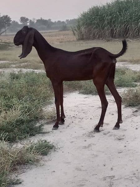 pure Desi bakri  mary sab sa payari bakri urgent paison ki zarorat 0